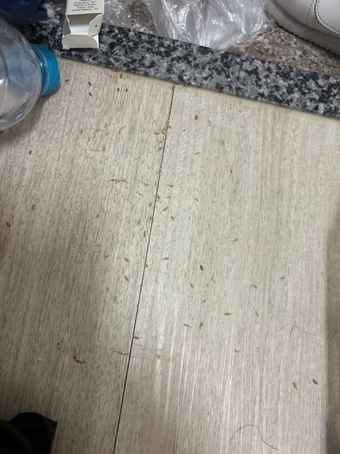 이거 날파리알맞나요?집에날파리가 사라지질않아서 잠깐 바닥 청소 하다가 여기서 엄청 많은벌레가 모여잇길래 이게다머에요 ?의 0번 째 이미지