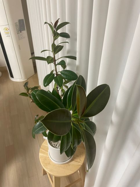 이 식물 이름이 뭘까요? 고무나무 맞을까요??의 1번 째 이미지