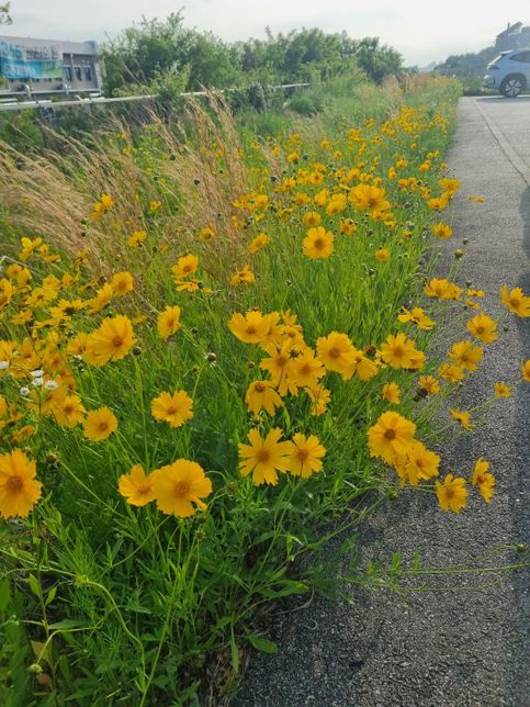 아래 사진의 수수하면서도 얌전해 보이는 노란 꽃을 아시는지요?의 0번 째 이미지