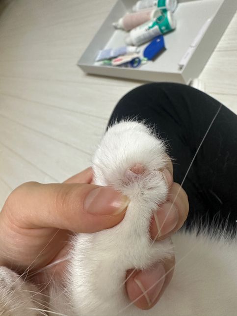 고양이 발톱 부러짐 병원 안 가도 괜찮을까요??의 0번 째 이미지