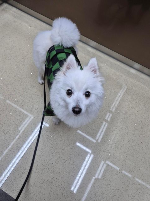 우리강아지 귀멸의 칼날못입혔는데 어때요?의 2번 째 이미지