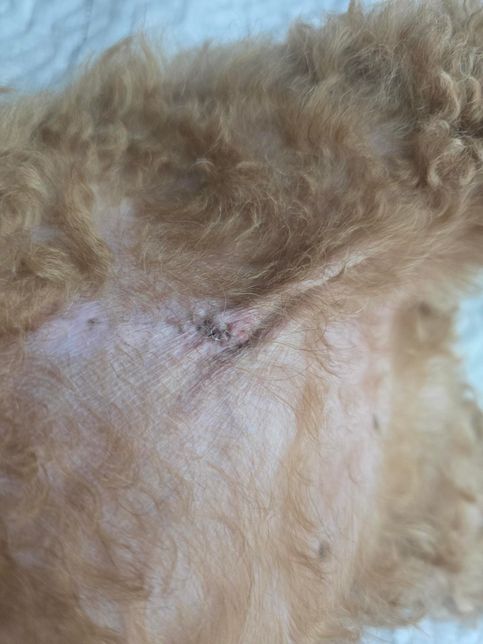 강아지 지방종 수술후 한달반정도 지났는데 상처쪽 반점의 0번 째 이미지