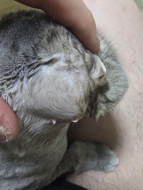 고양이 귀 뒤쪽 상태좀 봐주세요 왜 이러는걸까요??의 0번 째 이미지