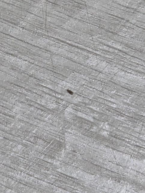 이거 바퀴벌레 새끼일까요?? 급합니다의 0번 째 이미지