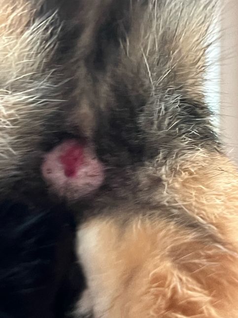 고양이 항문 주변이 붉게 부었는데 뭔가요?의 1번 째 이미지