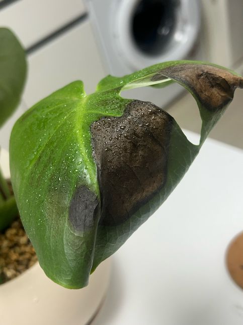 몬스테라 썩은건가요? 봐주세요 ㅠㅠ의 0번 째 이미지