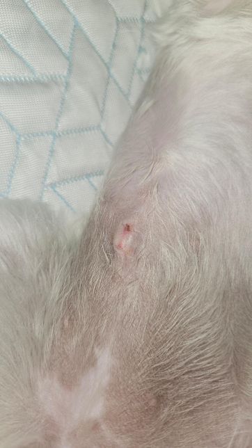 강아지 암컷 중성화 후 몽우리 발생 조언의 1번 째 이미지