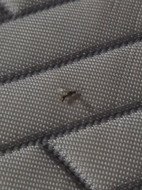 무슨벌레일까여? 밤에 갑자기 위잉 해서의 1번 째 이미지