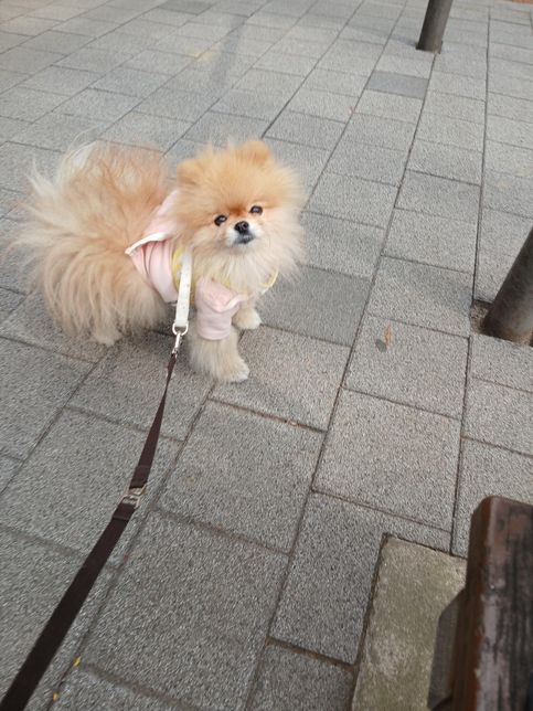 저희 집에서 키우는 포메라니안인데 포메라니안 맞나요?의 0번 째 이미지
