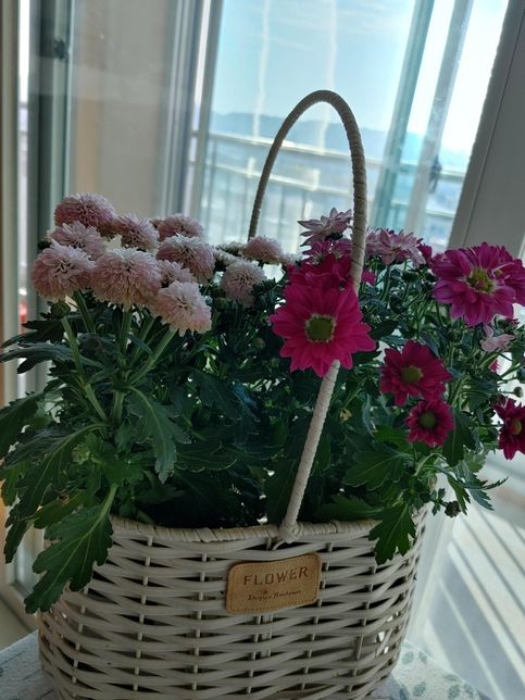 하얀 꽃이 붉은 꽃과 함께 있었을 때 겉으로 색이 조금씩 변하는 이유는 무슨 반응인가요?의 0번 째 이미지