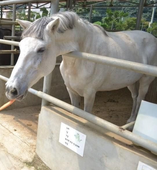 사람이 키우는 말도 타려고 하거나 사료를 주려다 발로 차거나 물어서 죽일 수 있나요?의 1번 째 이미지