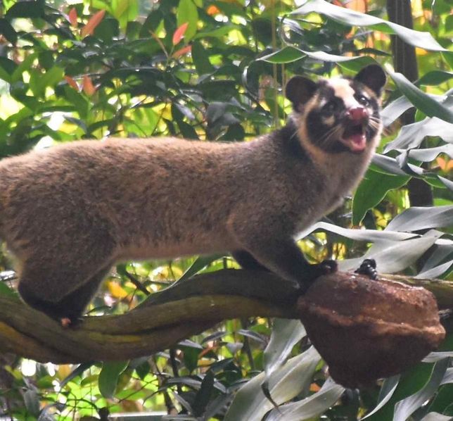 흰코사향고양이는 정말 일본에서 애완용으로도 도입된 적이 있었나요?의 0번 째 이미지