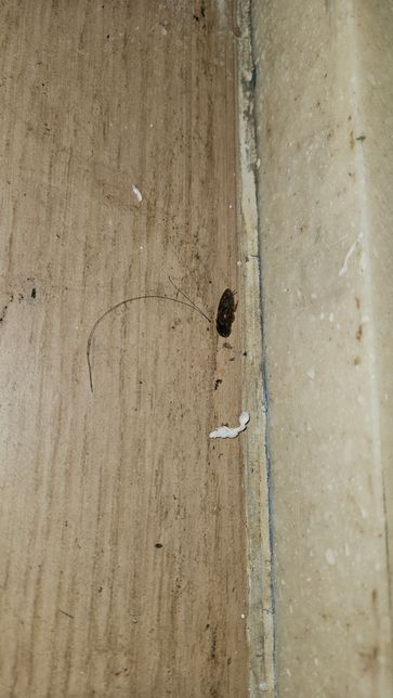 혐짤주의)이거 바퀴벌레 맞나요? ㅠㅠ의 1번 째 이미지