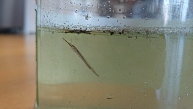 학꽁치로 추정되는데 민물어항에서 사육이 가능한가요?의 1번 째 이미지