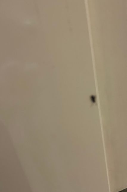 바퀴벌레 새끼인가요.. 놀래서 초점이 흐릿해요..의 1번 째 이미지