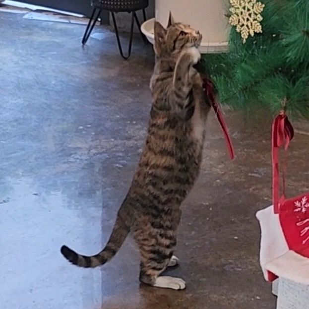 길고양이 임신한 걸까요?????????의 1번 째 이미지