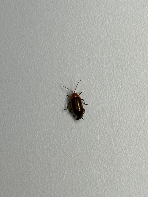 이거 무슨벌레인가요? 바퀴벌레는 아닌 거 같은데의 0번 째 이미지