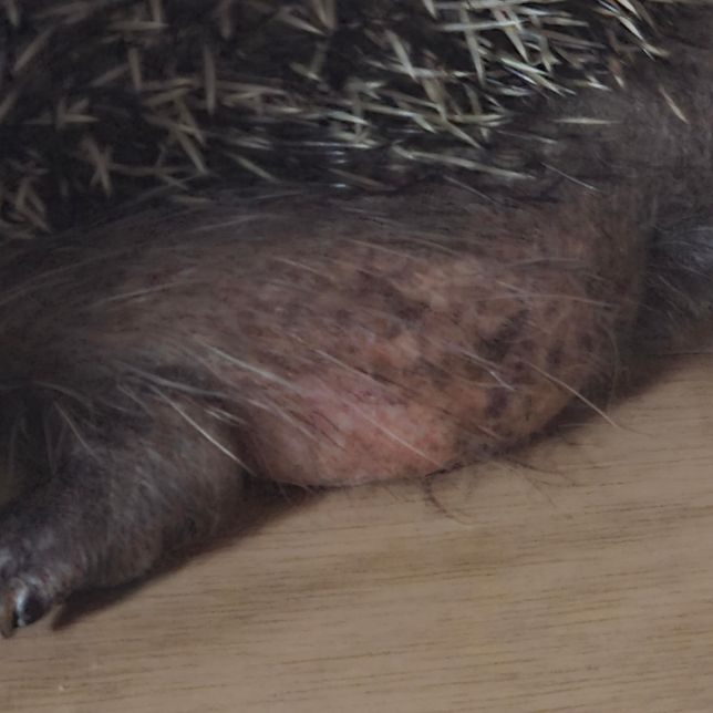 고슴도치 엉덩이에 검은색 각질이 있어요.의 0번 째 이미지