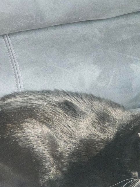 고양이 비듬 관리법, 병원 방문 여부 확인의 1번 째 이미지