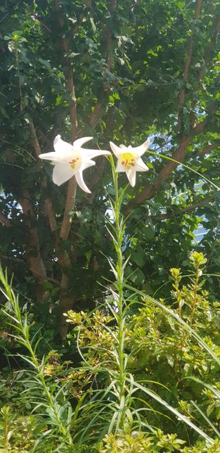 익숙한 듯한 이 꽃은 이름이 대체 뭔가여?의 0번 째 이미지