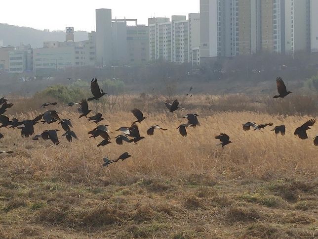수달과 까마귀가 물가에서 싸우면 누가 이기나요?의 1번 째 이미지