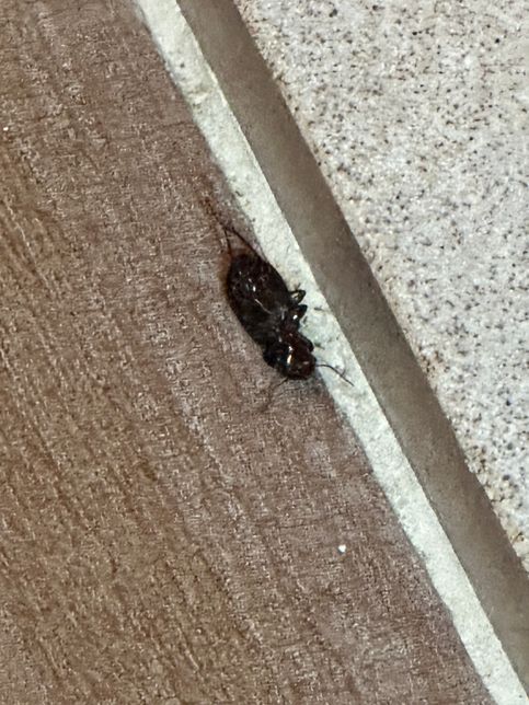 이거 바퀴벌레 맞을까요? 아니면 어떤 벌레인가요? ㅠㅠ의 1번 째 이미지