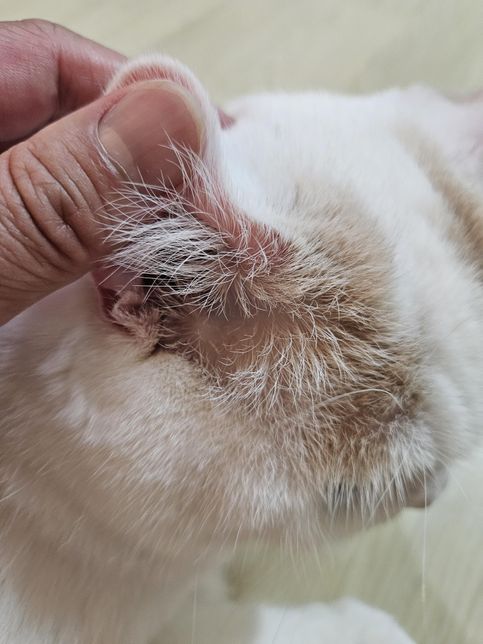 저희집 고양이 귀좀 봐주세요~왼쪽귀를 자꾸 간지러운지 자기손톱으로 긁어서 벌겋게 되었는데 왜그럴까요?의 3번 째 이미지
