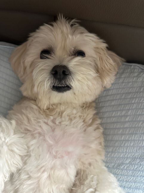 저희집 강아지 귀얍쬬???!!!!의 0번 째 이미지