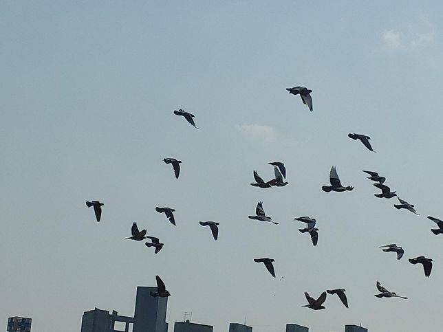 벌매가 여름에 바람을 타고 바닷가 통해서 우리나라 숲을 찾다가 중간에 비둘기를 발견하면 낚아챌까요?의 3번 째 이미지