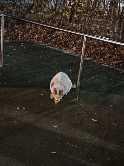 고양이 임신한걸까요 살찐껄까요??의 1번 째 이미지