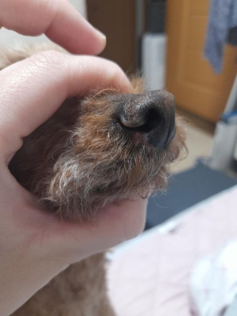 강아지 코가 까져서 벗겨졌는데 어떻게 해줘야할까요?의 0번 째 이미지