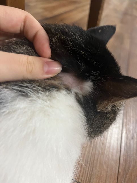 고양이 귀 뒤에 땜빵이 생겼어요 병원비 예측의 0번 째 이미지