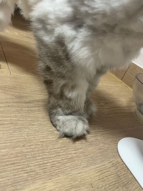 고양이 발이 부은건지 애매한데 한 번 봐주세요의 0번 째 이미지