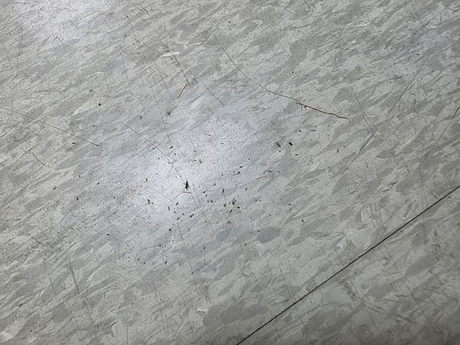 사무실 바닥에 생기는 아주 작은 벌레들..의 1번 째 이미지
