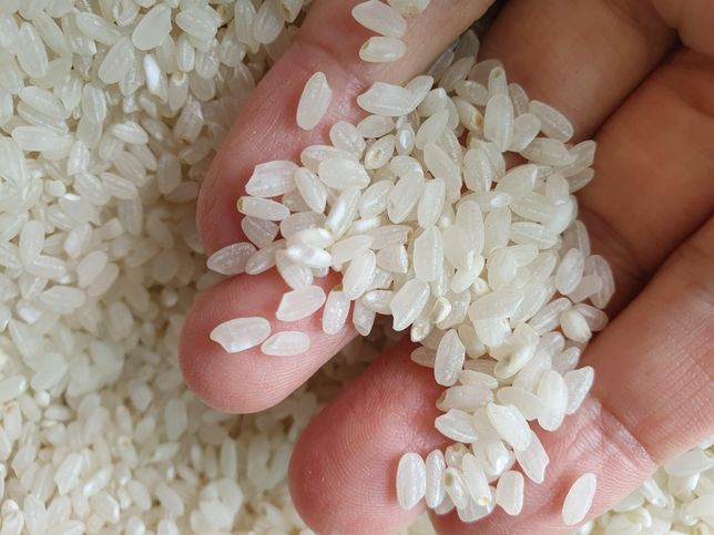쌀 상태좀 봐주세요 상한걸까요 ㅜㅜㅜ의 2번 째 이미지