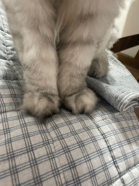 고양이 발이 부은건지 애매한데 한 번 봐주세요의 1번 째 이미지