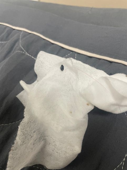 집에서 두 벌레가 나왔는데 바퀴벌레는 아닌거 같은데..?뭔가요?의 0번 째 이미지