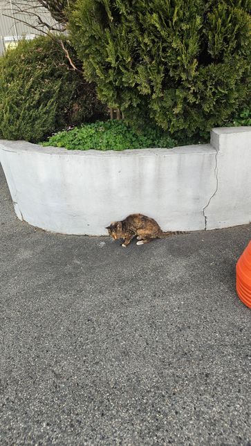요 고양이 어디가 아픈걸까요????의 1번 째 이미지