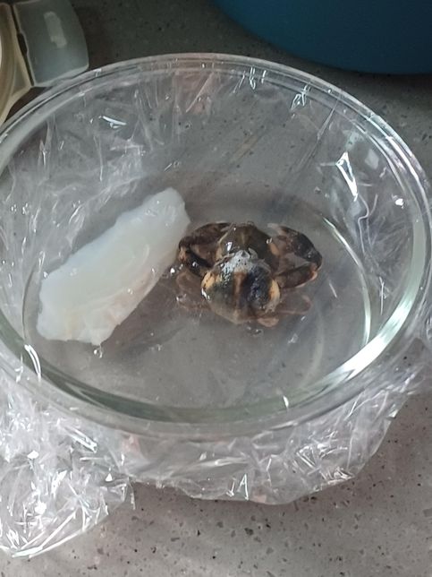 오늘 학교 째고 엄마랑 갯벌에 조개를 캐러갔다가 게 두마리 데려왔거든요?의 0번 째 이미지