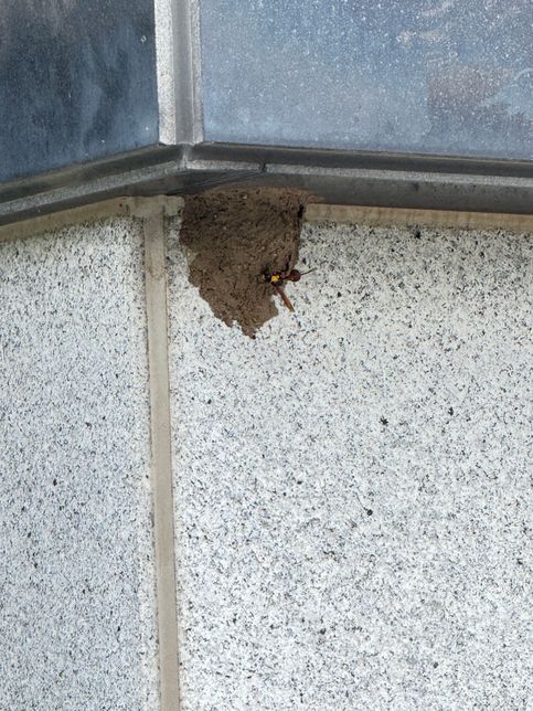 이건 말벌집과 말벌이 맞을까요? 궁금해요의 0번 째 이미지