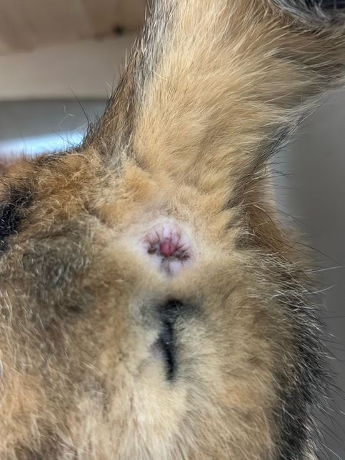 고양이 항문에 빨간색 혹이 보입니다.의 0번 째 이미지