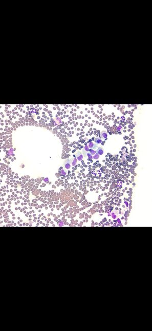 고양이 FNA검사결과지 확인할수있을까요..애매해서 문의드립니다의 1번 째 이미지