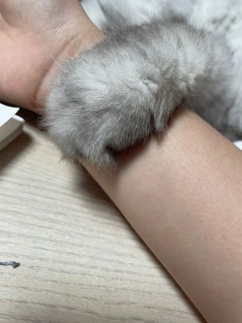 고양이 발이 부은건지 애매한데 한 번 봐주세요의 3번 째 이미지