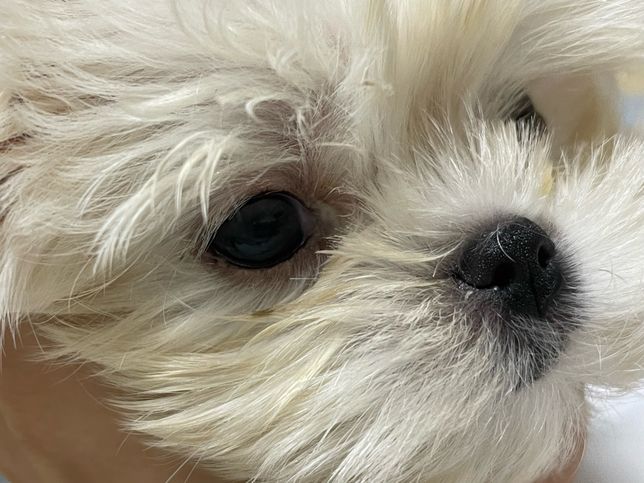 2개월 된 아기강아지 눈곱상태 좀 봐주세요…의 1번 째 이미지