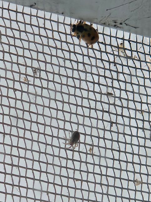 이 벌레들은 대체 무슨 벌레 인가요??의 1번 째 이미지