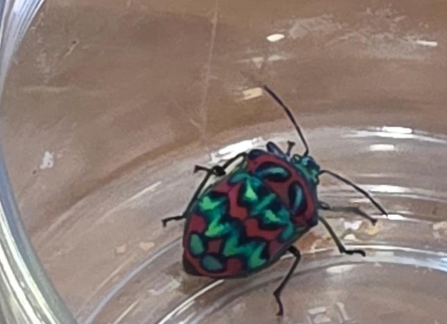 곤충에 대해서 질문 합니다~~~~~의 0번 째 이미지