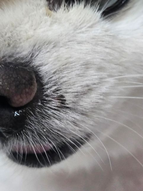 강아지 코 옆에 뾰루지 같은 것이 무엇일까요..?의 1번 째 이미지