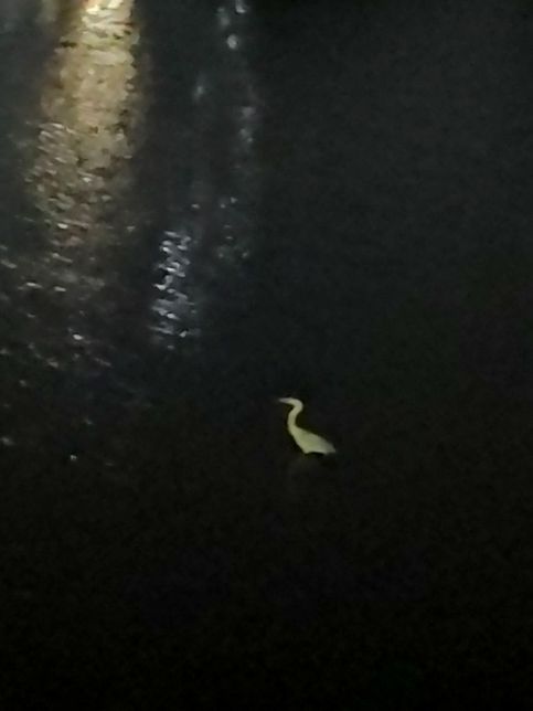 왜가리는 왜 수리부엉이나 올빼미처럼 야행성같이 밤에도 물에 들어가 사냥을 하나요?의 0번 째 이미지