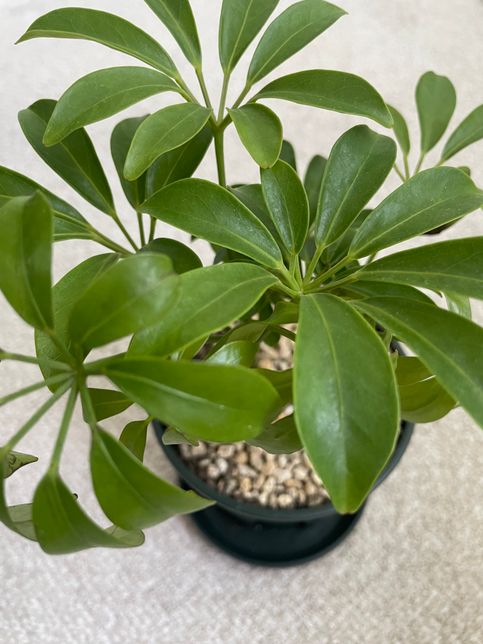 키우고 있는 홍콩야자가 비실비실거리는 것 같아요 ㅠㅠ의 3번 째 이미지