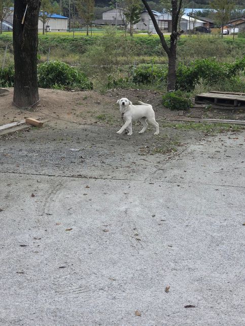 강아지 소화 됫는지... 알려줘요!!!의 2번 째 이미지